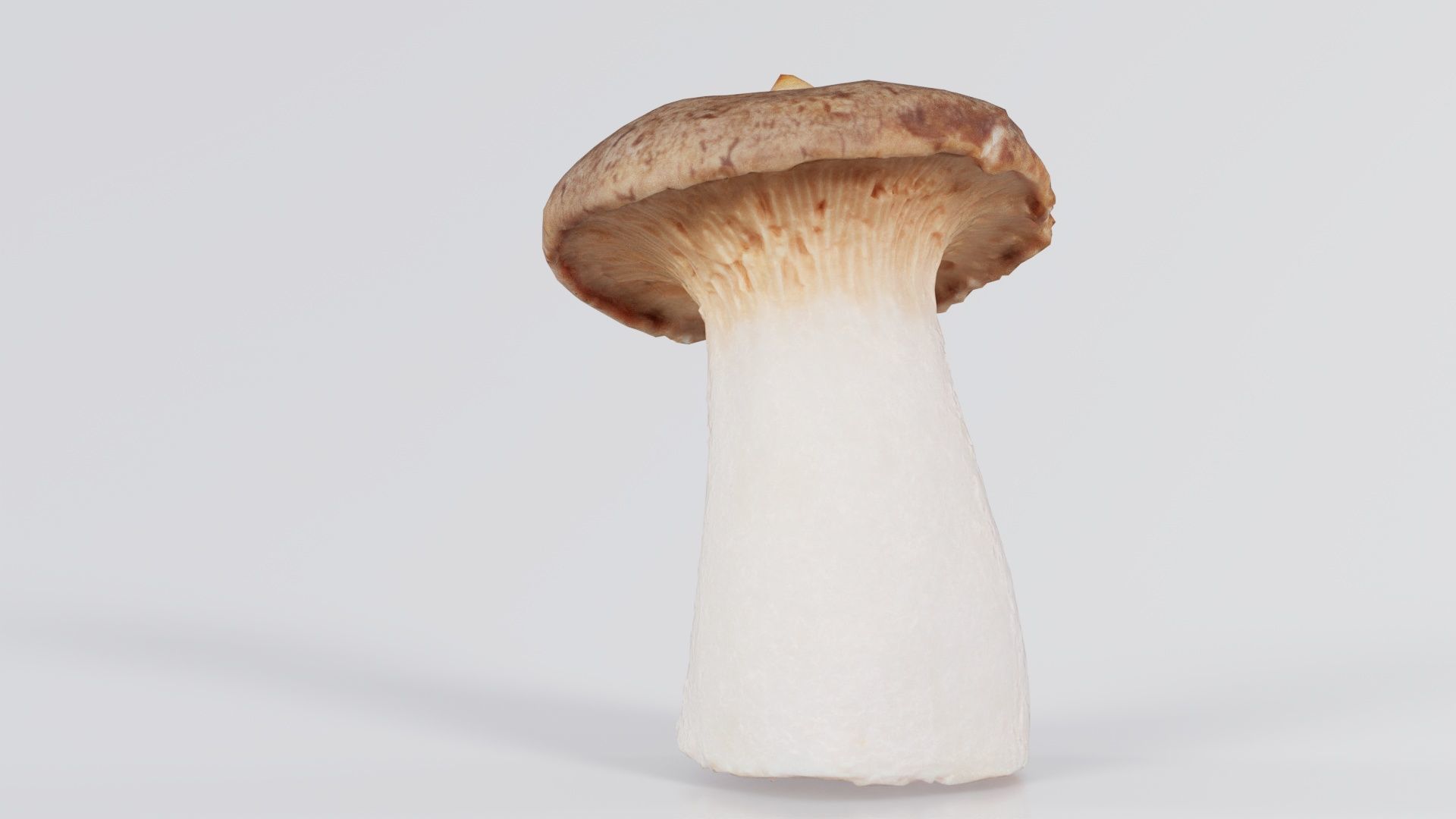 Mushroom Tall 1 Low-poly 3D model_8