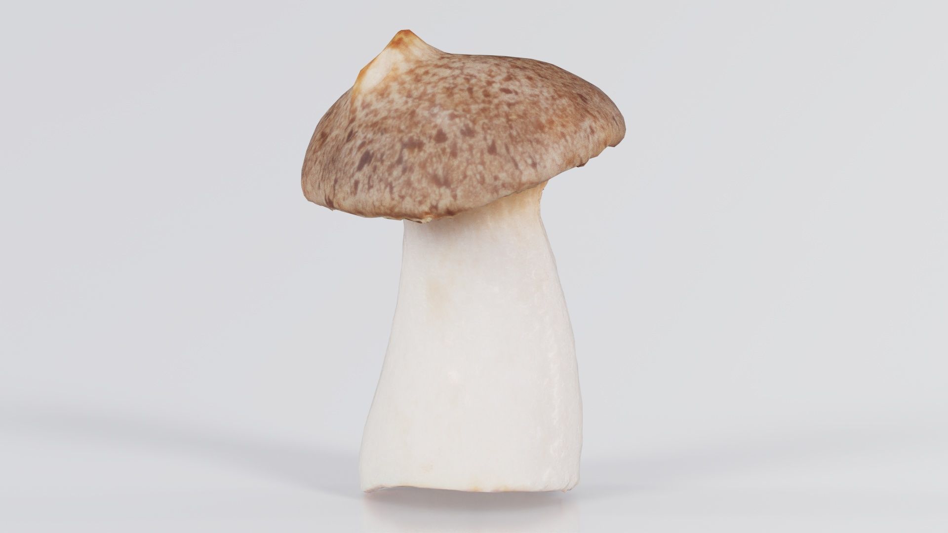 Mushroom Tall 1 Low-poly 3D model_1