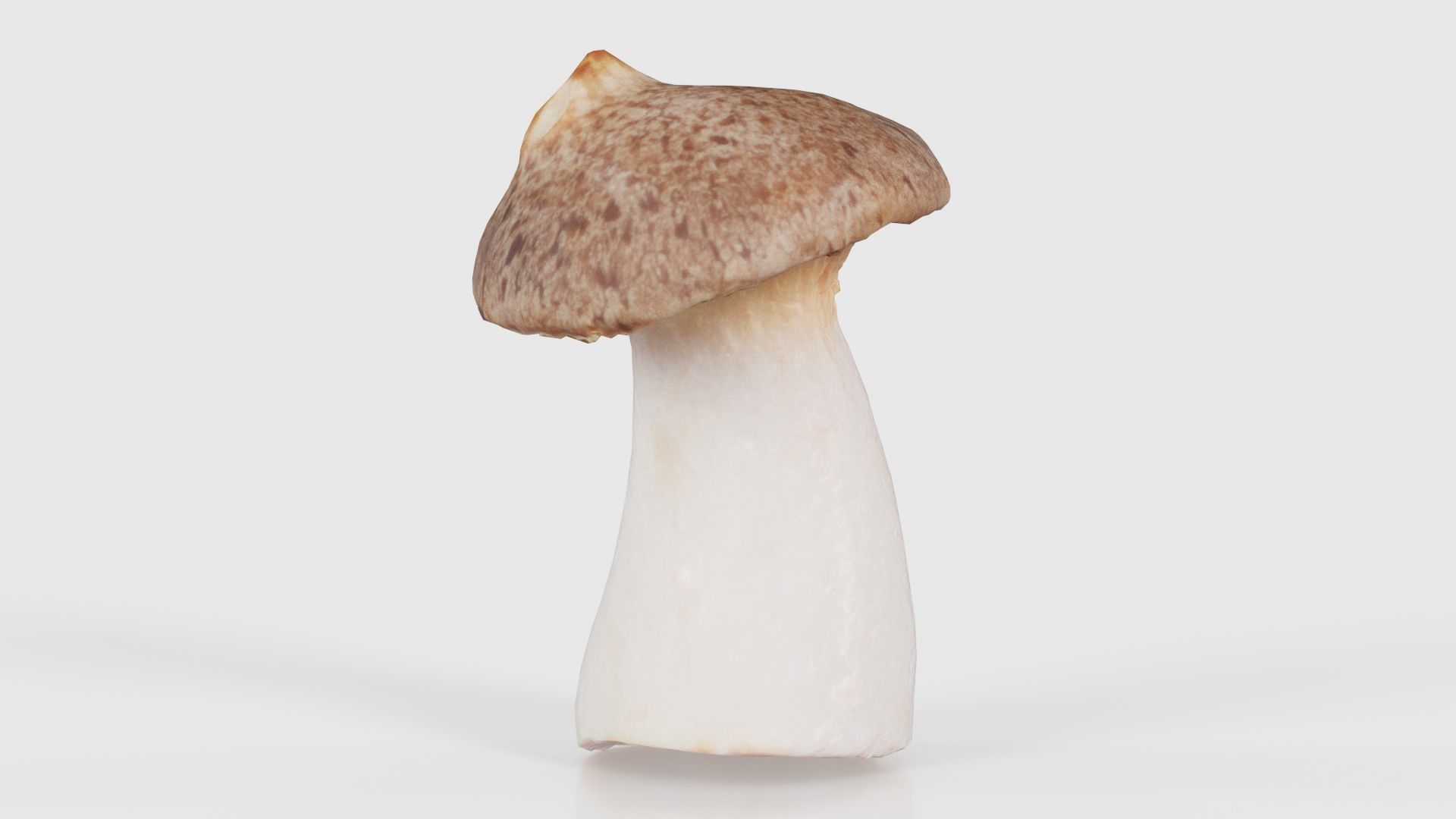 Mushroom Tall 1 Low-poly 3D model_16