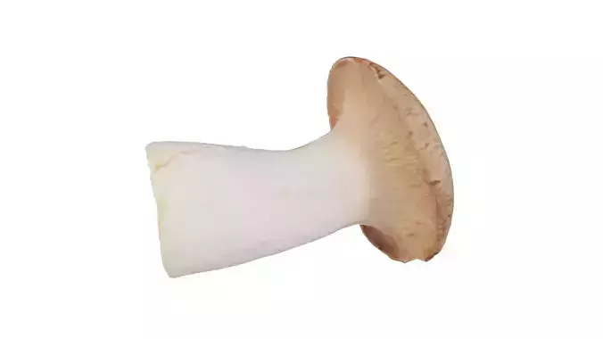Mushroom Tall 2