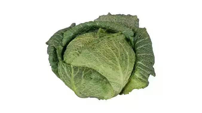 Savoye Cabbage