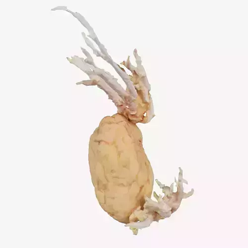 Shriveled Potatoe 10 Low-poly 3D model
