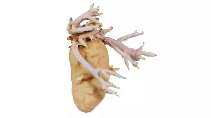 Shriveled Potatoe 3 Low-poly 3D model