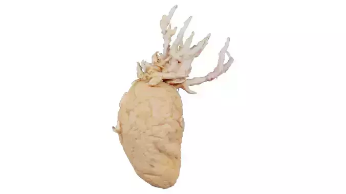 Shriveled Potatoe 4 Low-poly 3D model