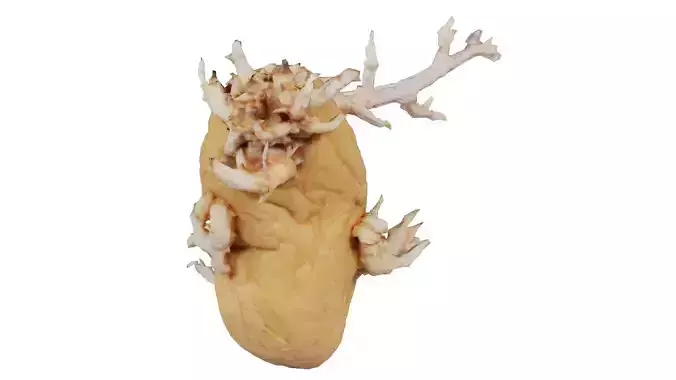Shriveled Potatoe 5 Low-poly 3D model