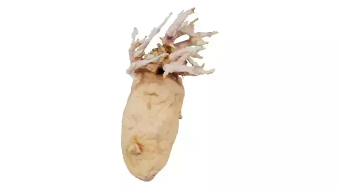 Shriveled Potatoe 6 Low-poly 3D model