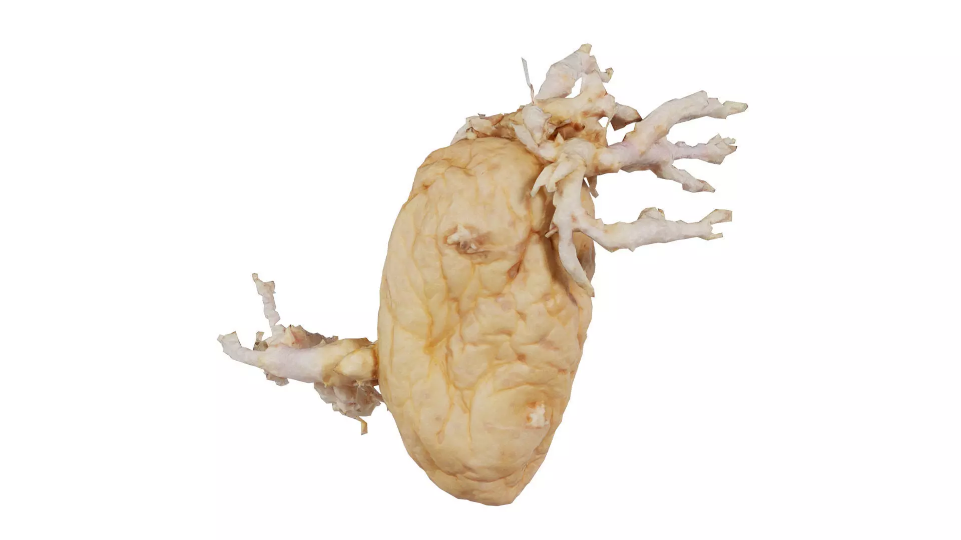 Shriveled Potatoe 7 Low-poly 3D model