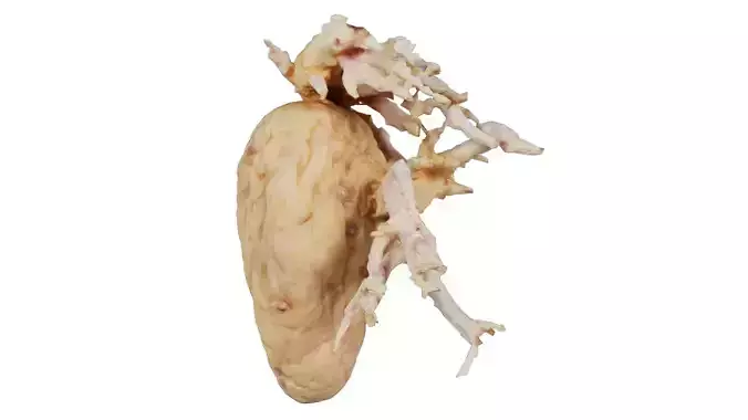 Shriveled Potatoe 8 Low-poly 3D model