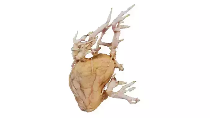 Shriveled Potatoe 9 Low-poly 3D model