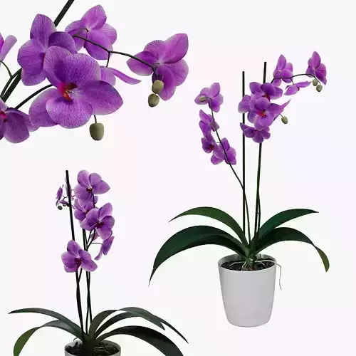 Orchid flower in a pot 3D model