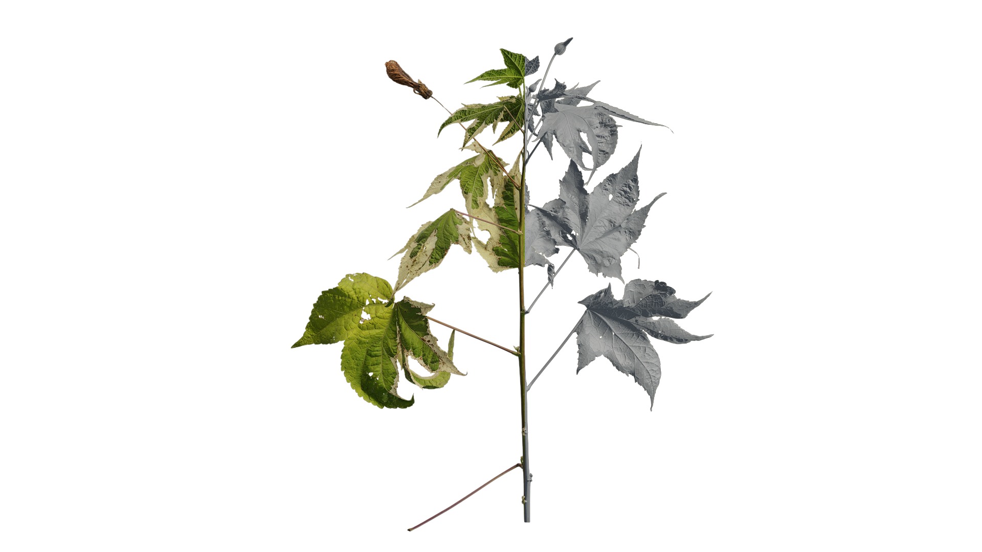 Pbrpx Atlas package 3D model_9