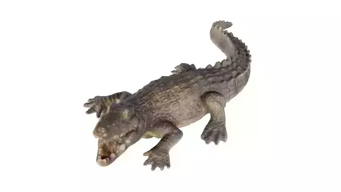 Crocodile Low-poly 3D model