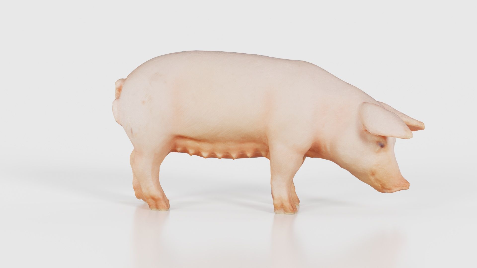 Pig Low-poly 3D model_19