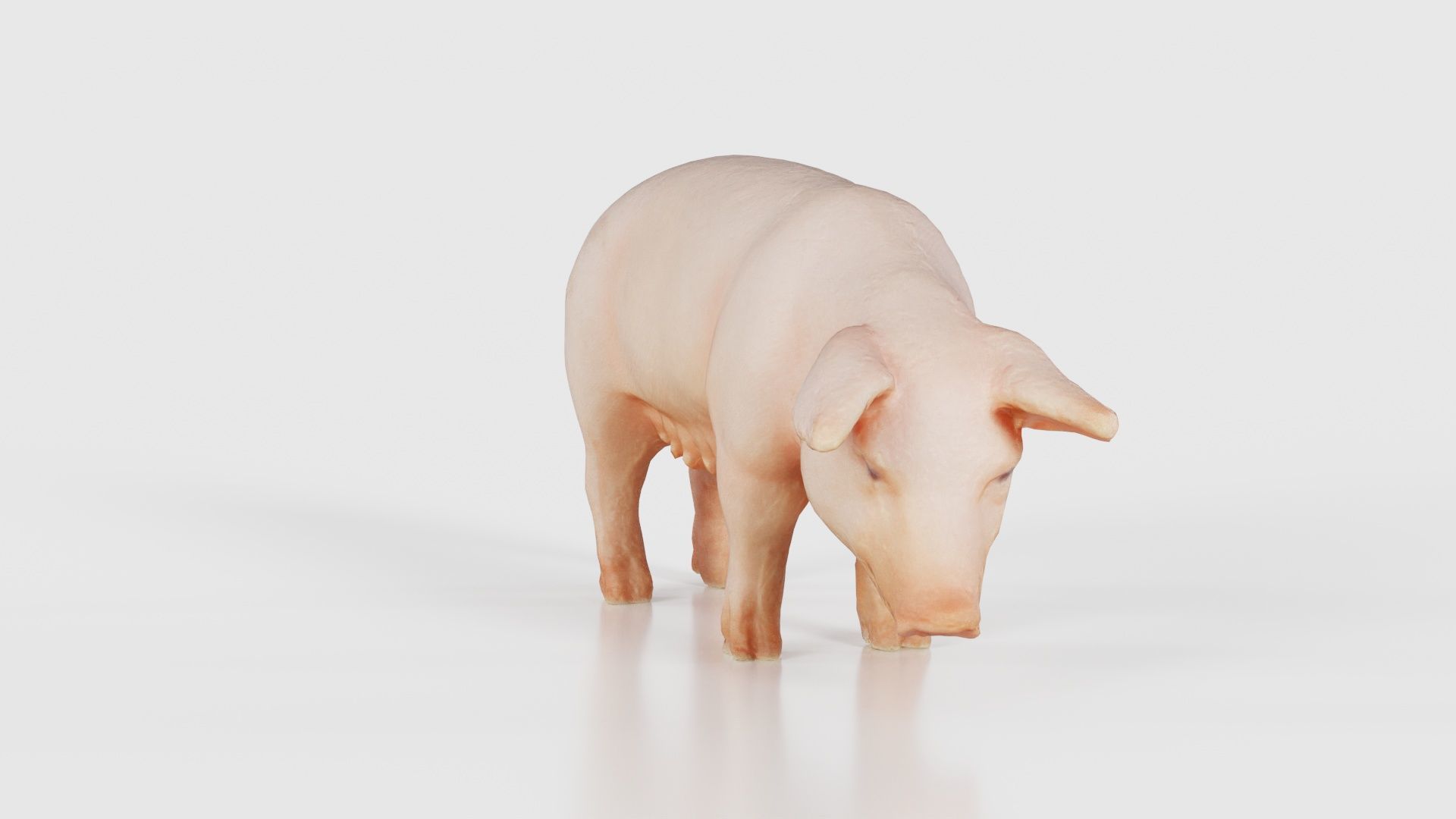 Pig Low-poly 3D model_17