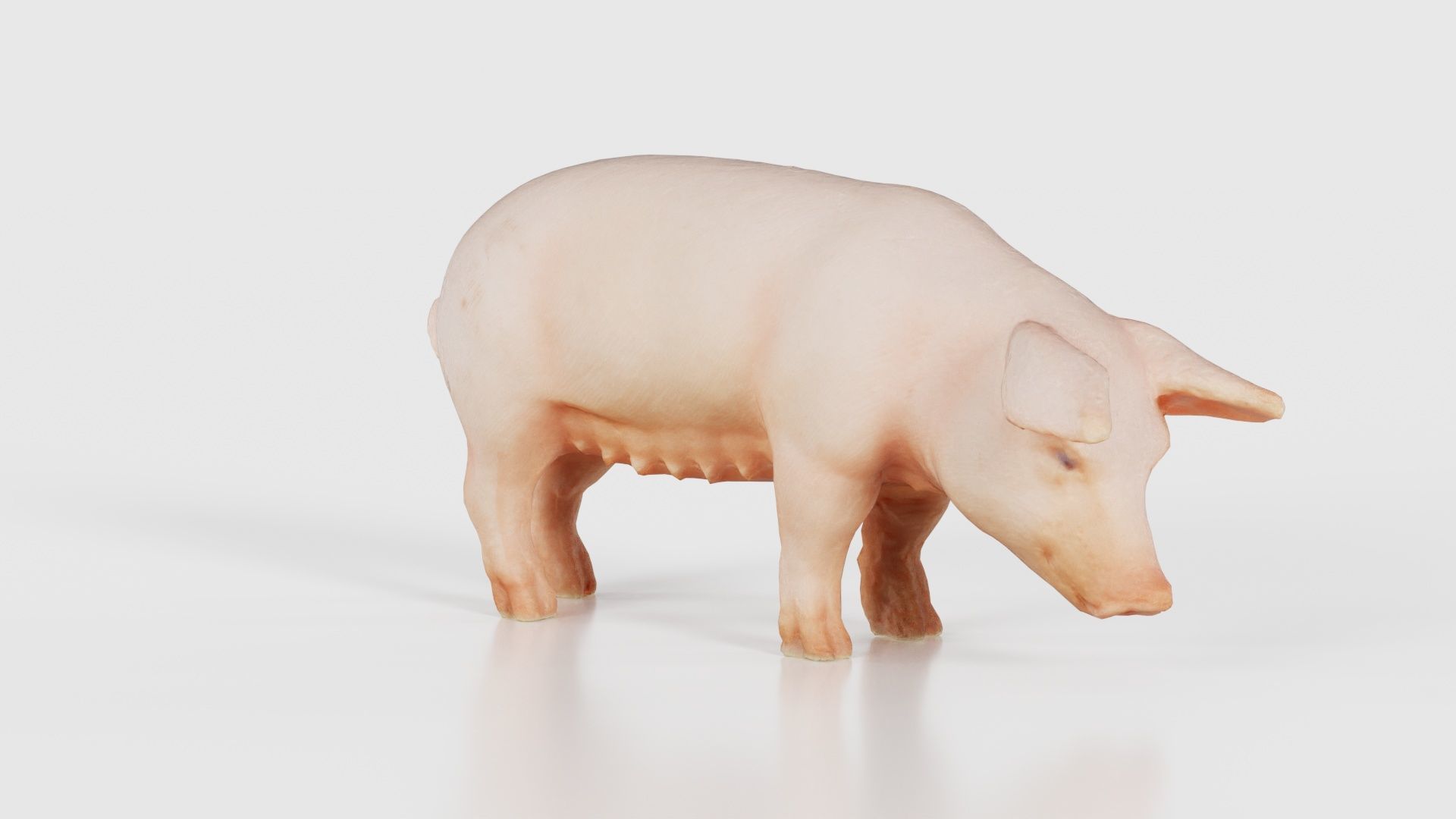Pig Low-poly 3D model_18