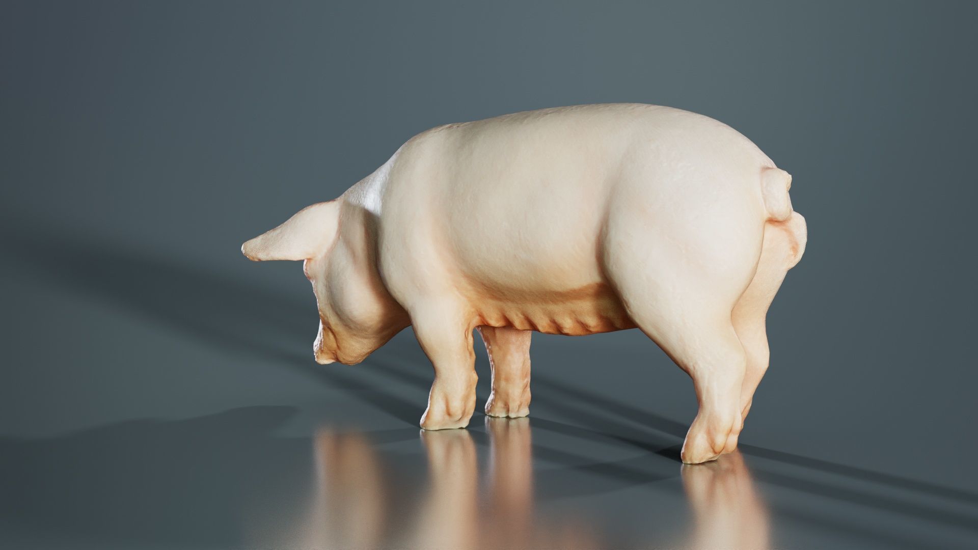 Pig Low-poly 3D model_4