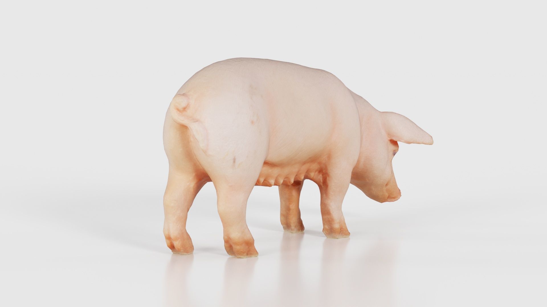 Pig Low-poly 3D model_21