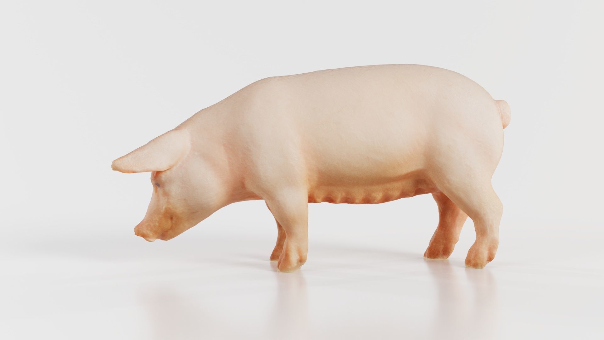 Pig Low-poly 3D model_3