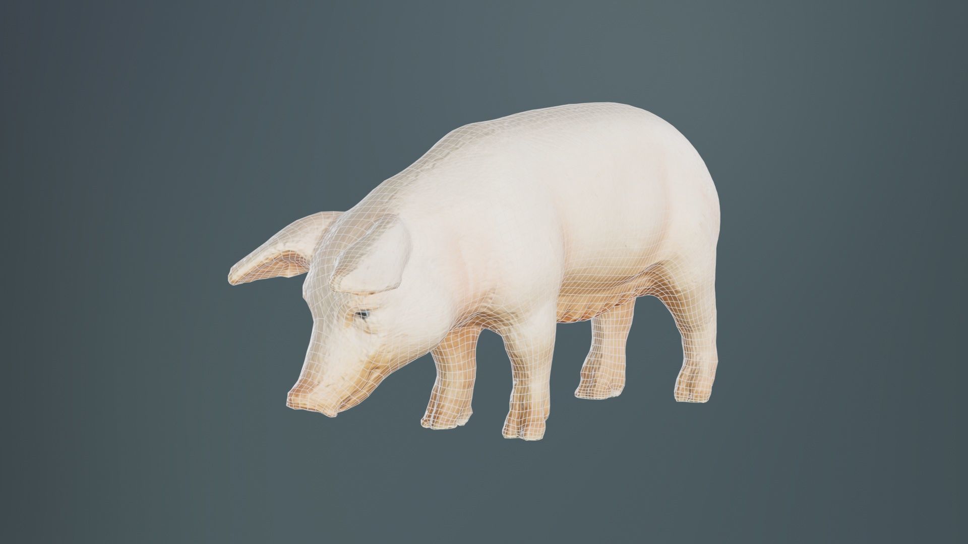 Pig Low-poly 3D model_9