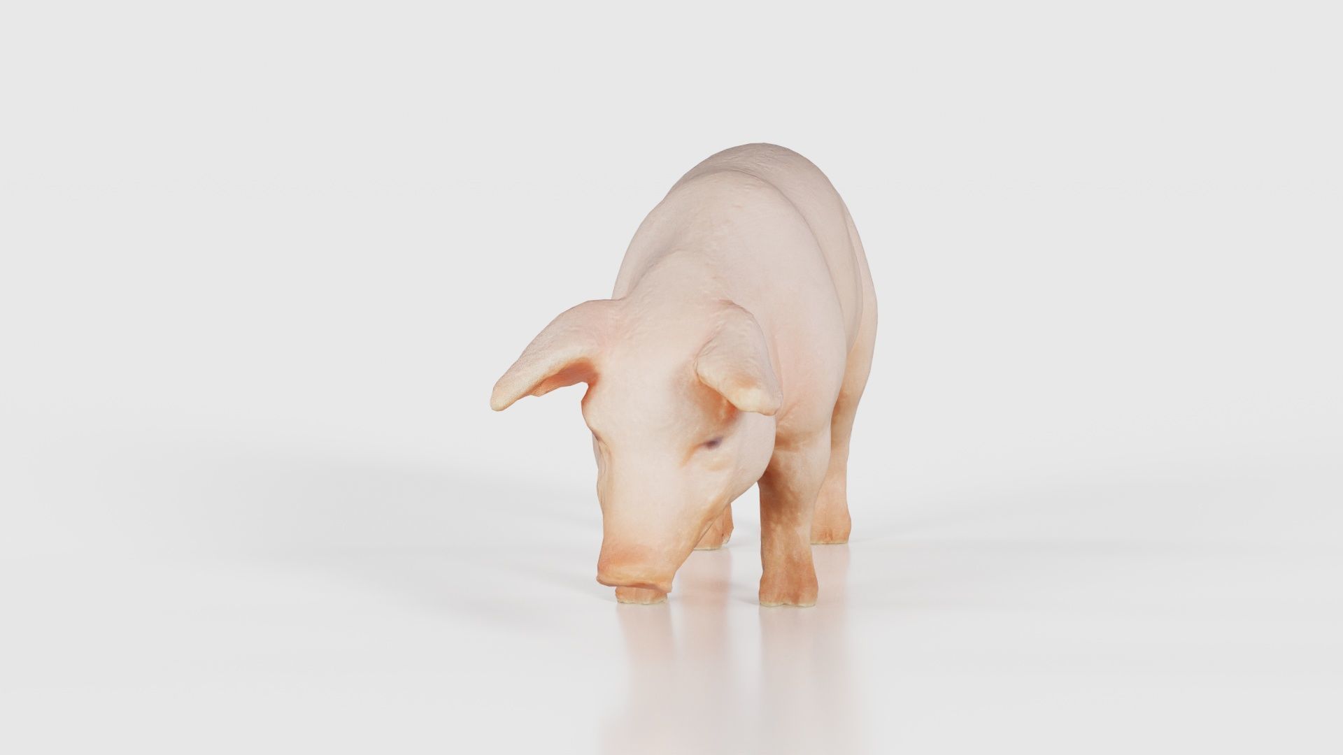 Pig Low-poly 3D model_16