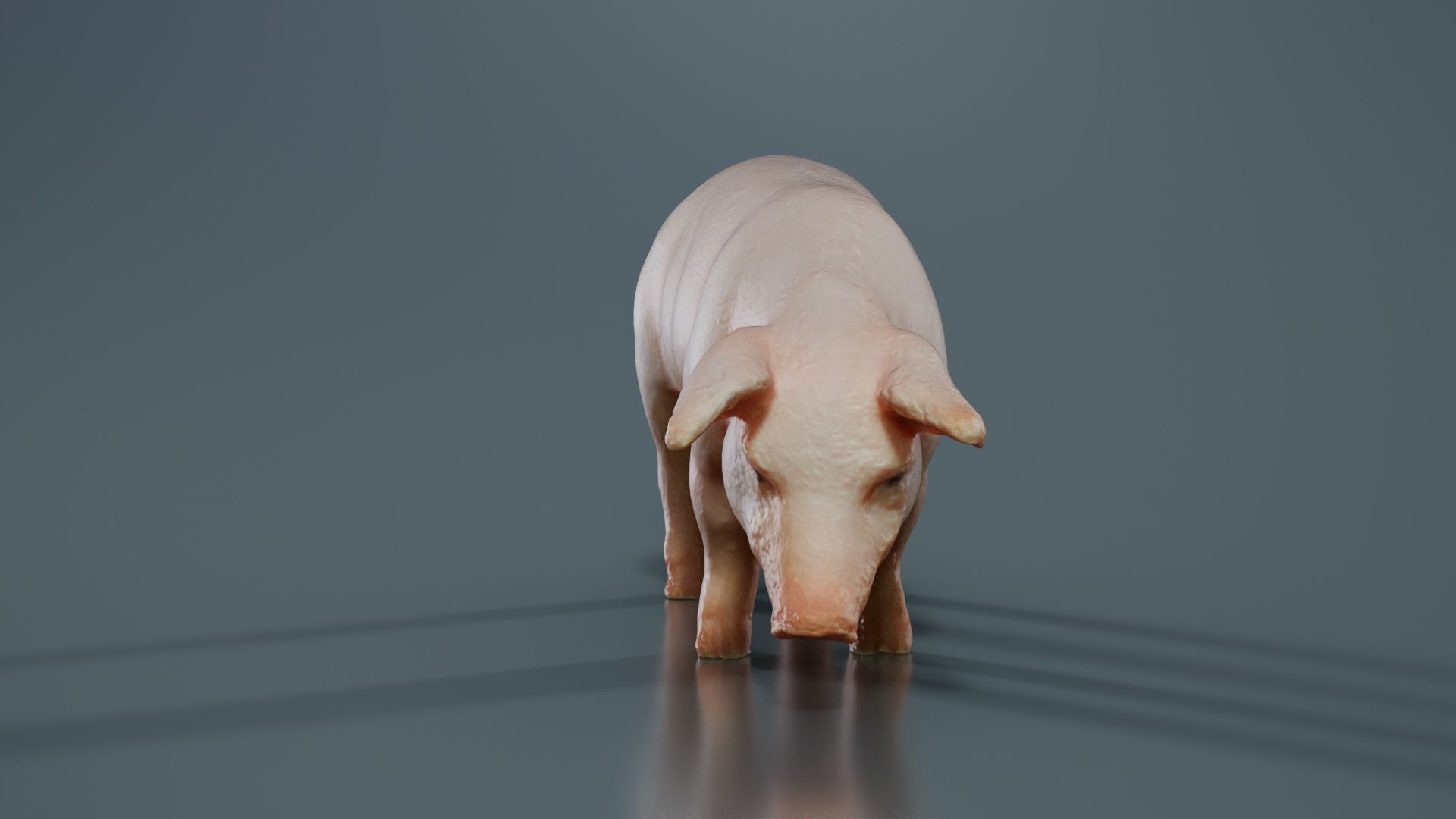 Pig Low-poly 3D model_2