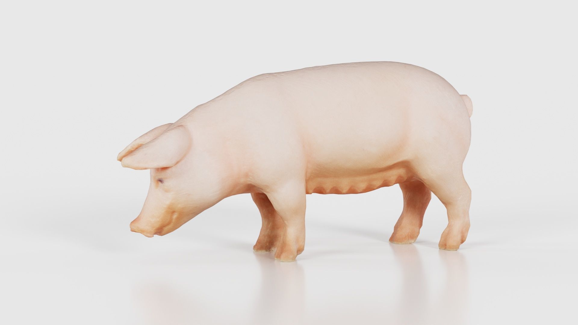 Pig Low-poly 3D model_26