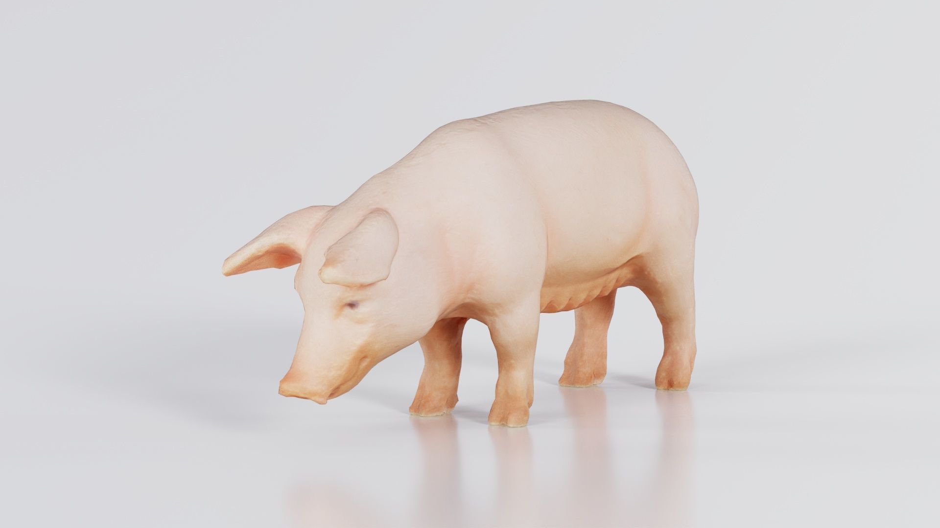 Pig Low-poly 3D model_6