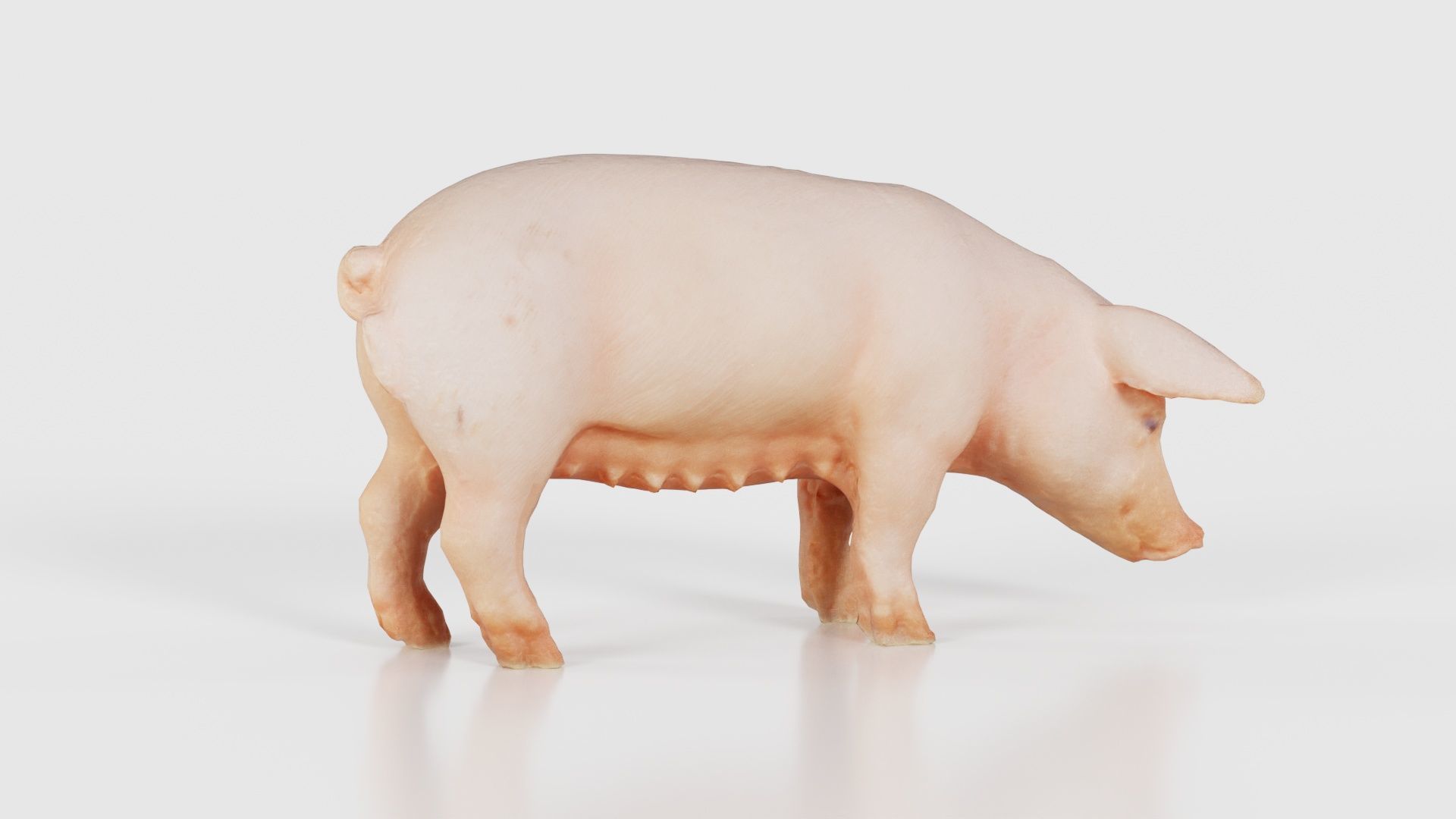 Pig Low-poly 3D model_20