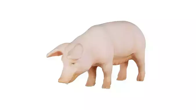 Pig