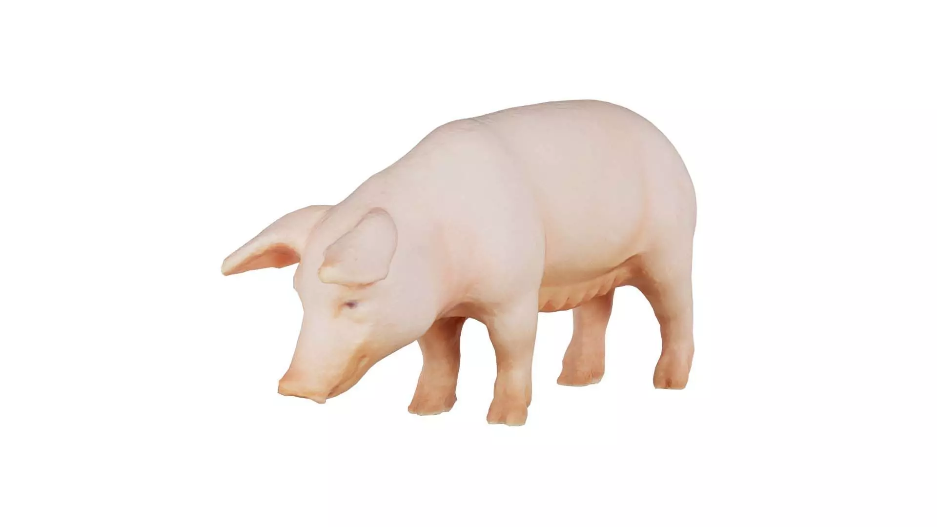 Pig Low-poly 3D model_0