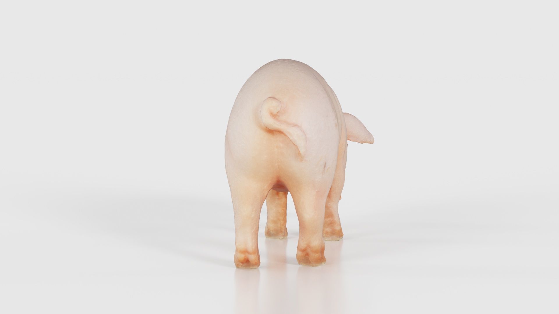Pig Low-poly 3D model_22