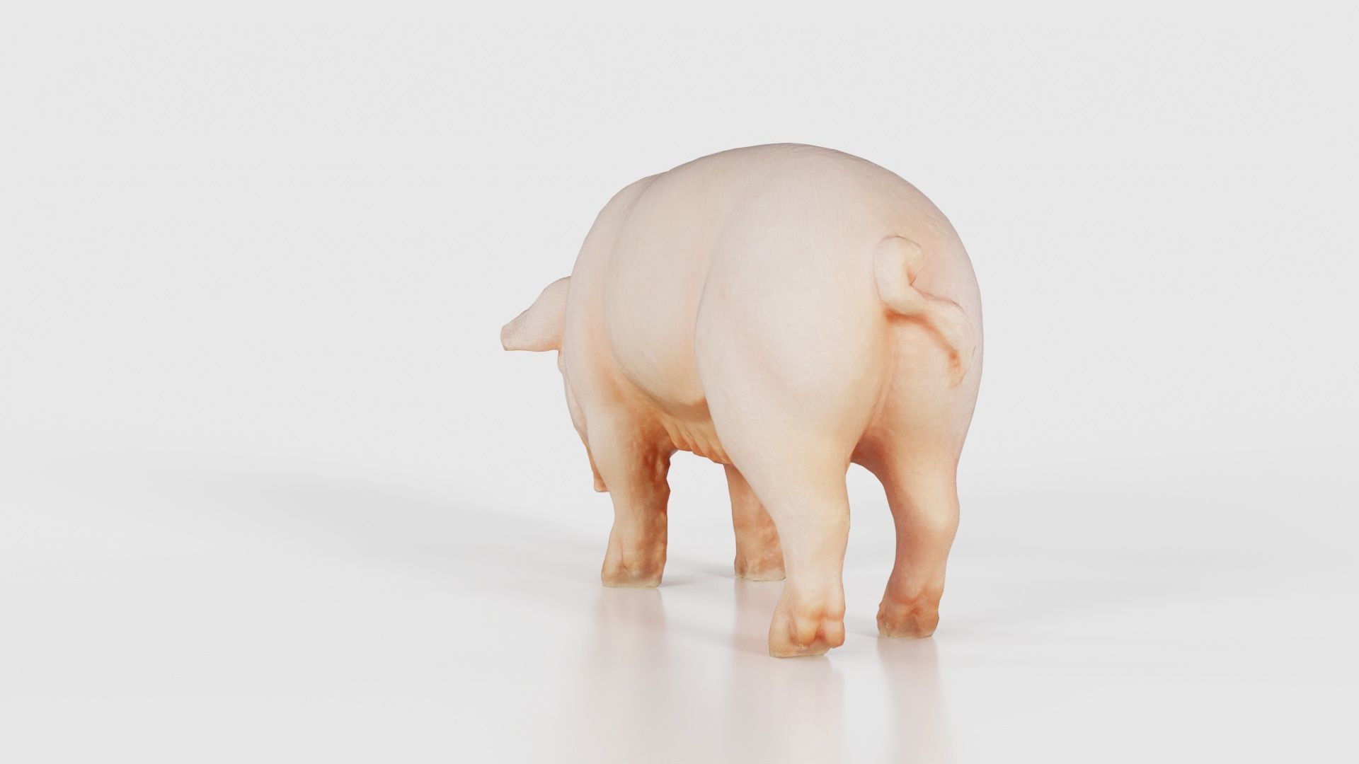 Pig Low-poly 3D model_23