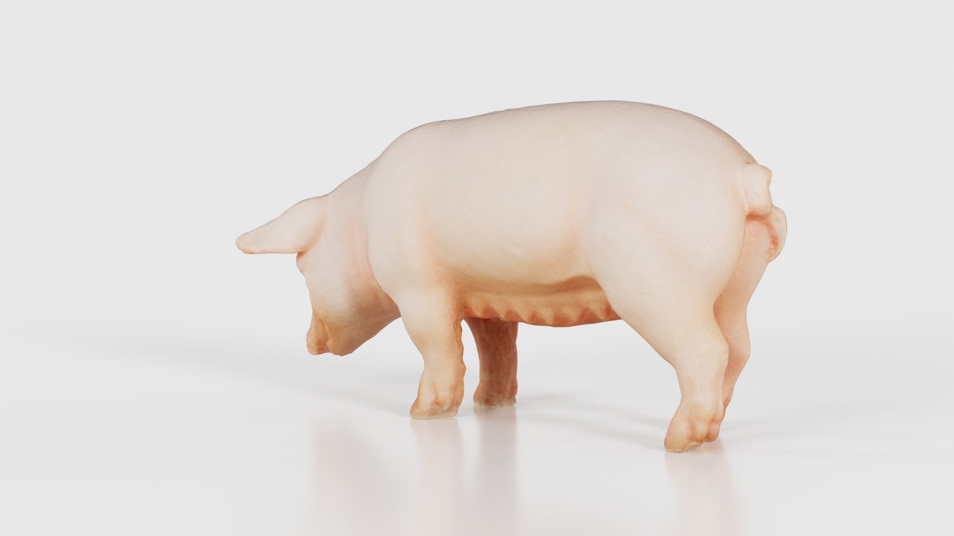 Pig Low-poly 3D model_24