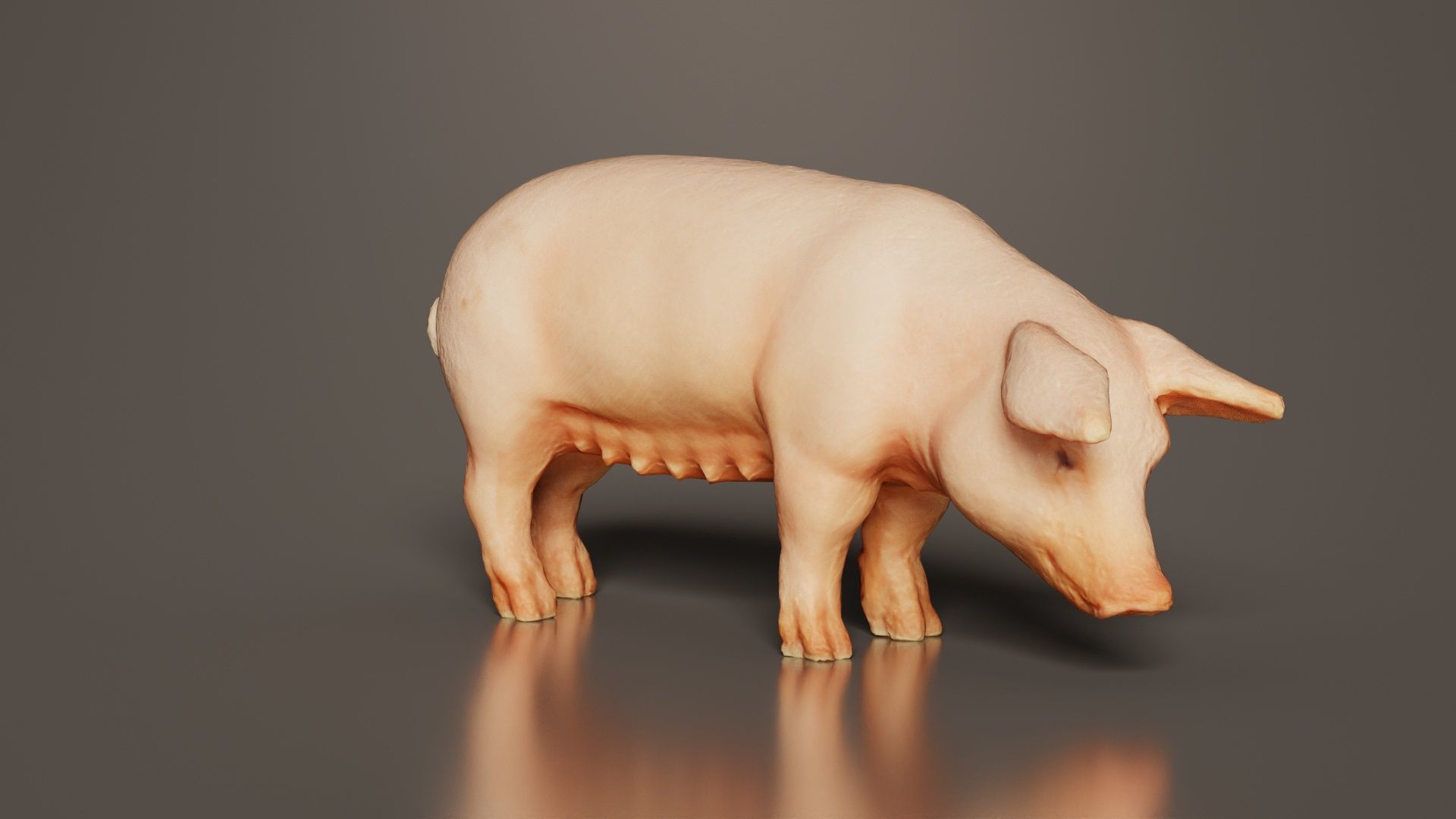 Pig Low-poly 3D model_5