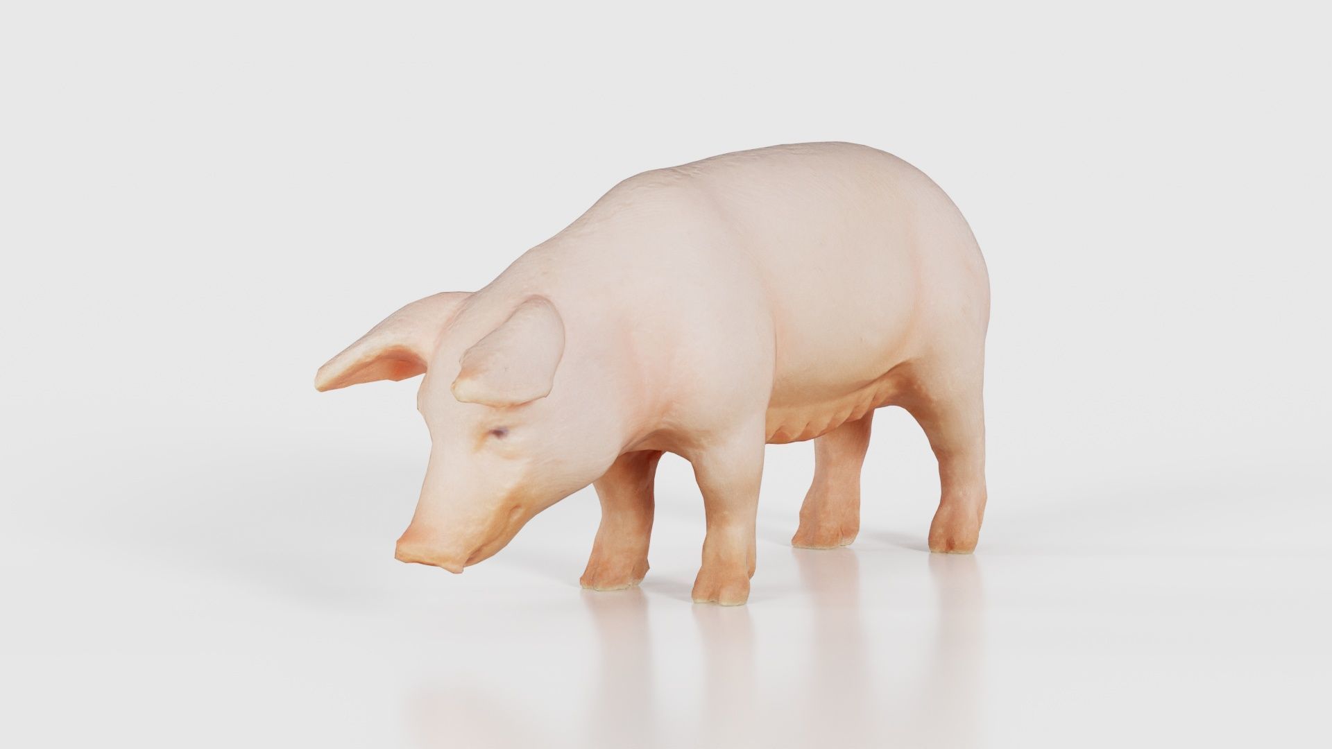 Pig Low-poly 3D model_15