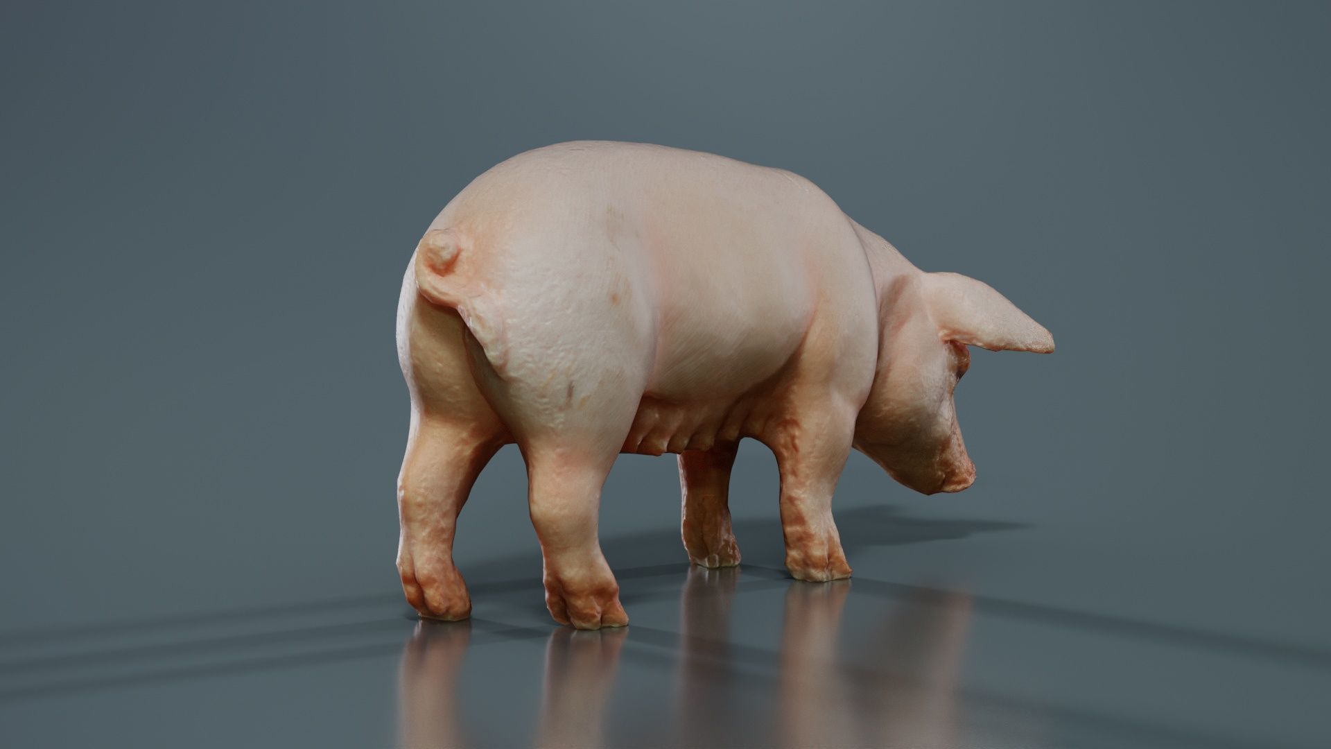 Pig Low-poly 3D model_1