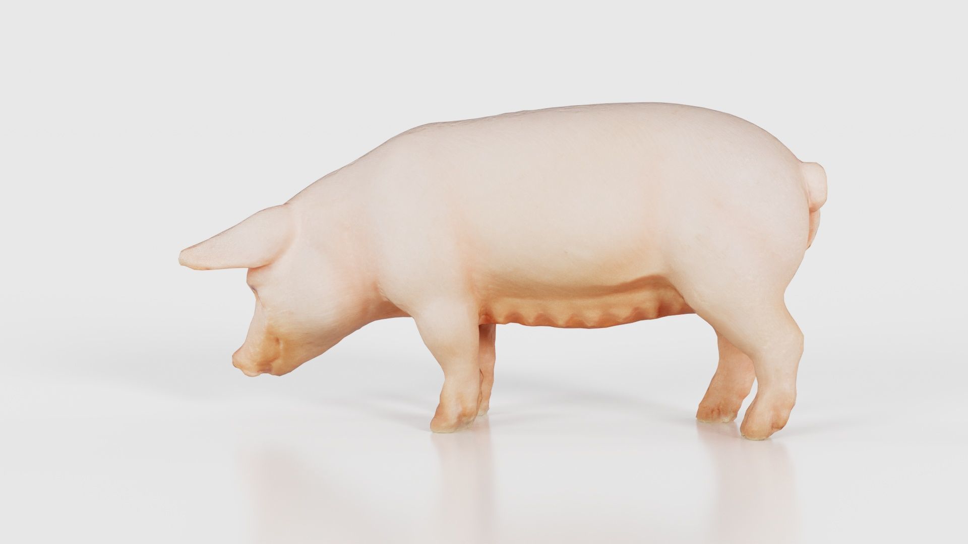 Pig Low-poly 3D model_25