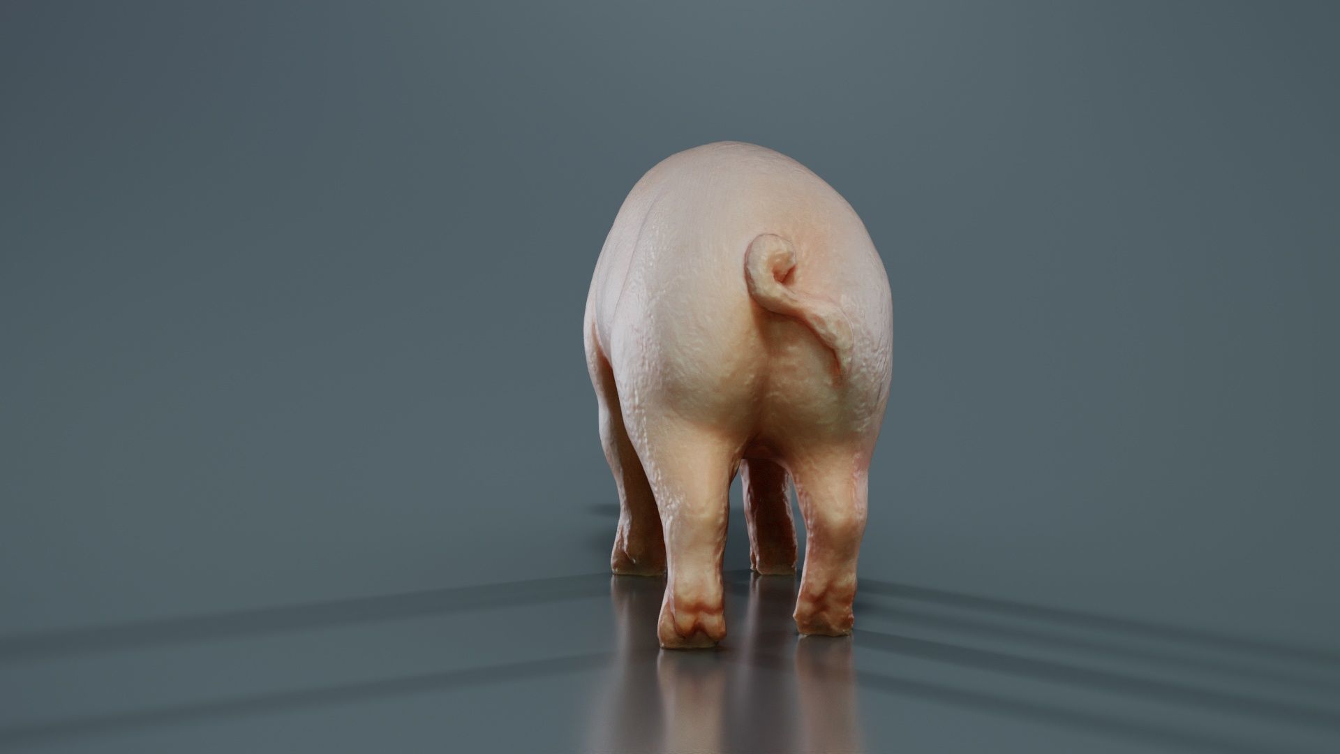 Pig Low-poly 3D model_8