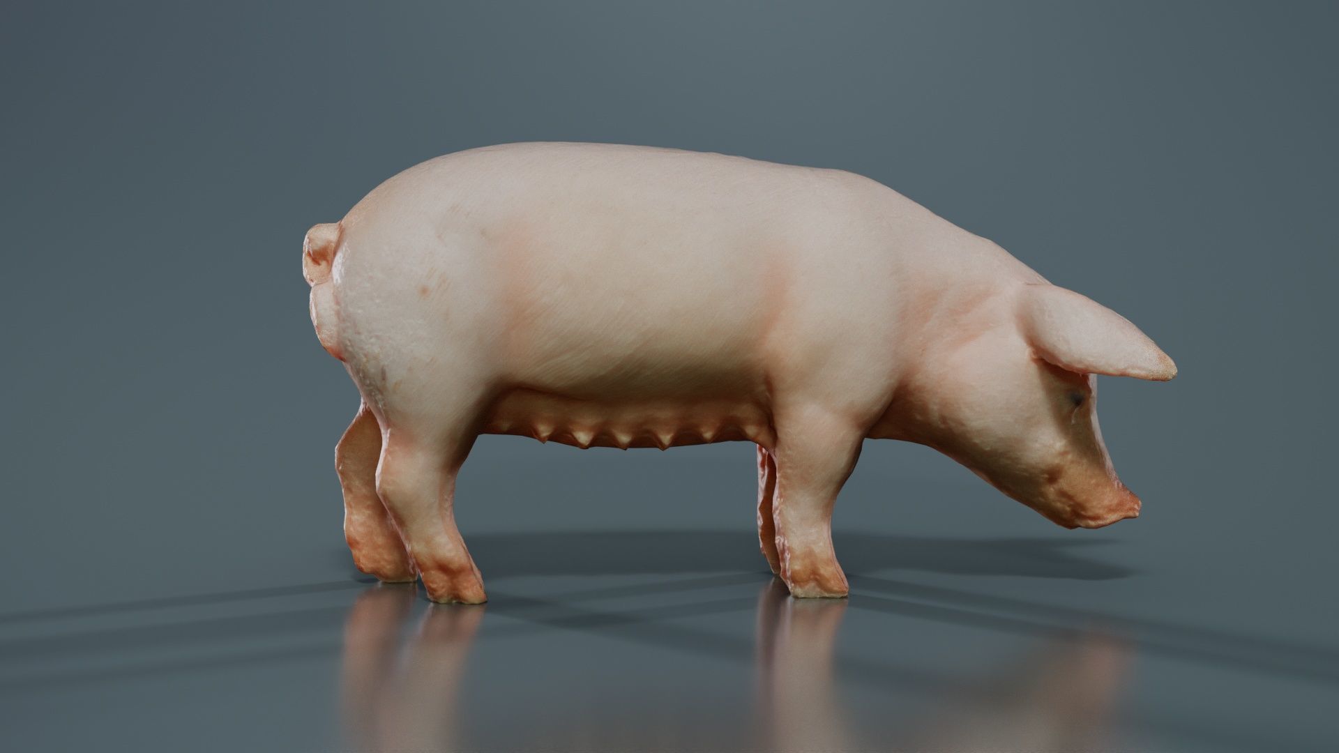 Pig Low-poly 3D model_7