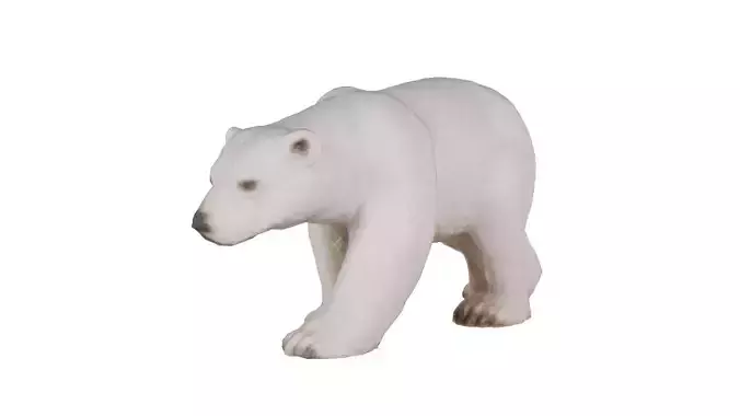 Polar Bear