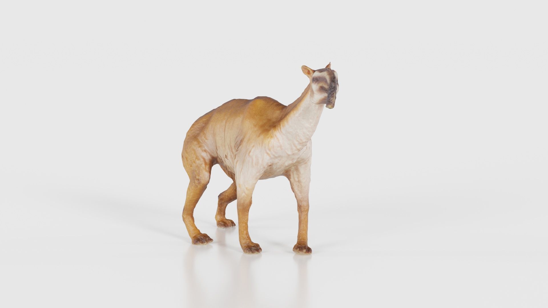 Prehistoric Low-poly 3D model_26