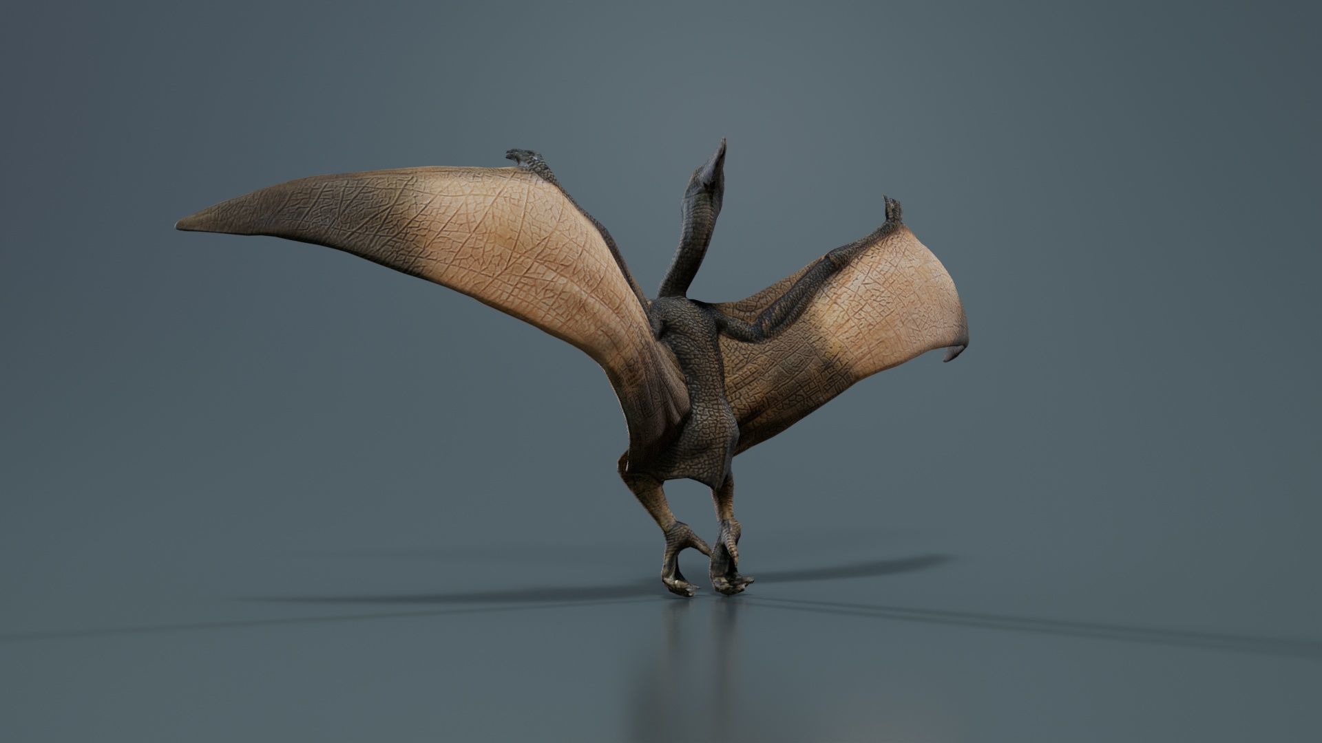 Pterodactylus Low-poly 3D model_5