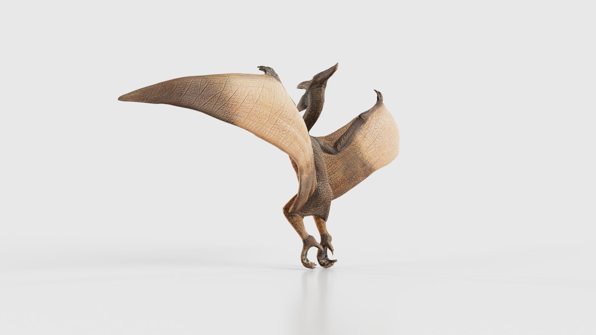 Pterodactylus Low-poly 3D model_23