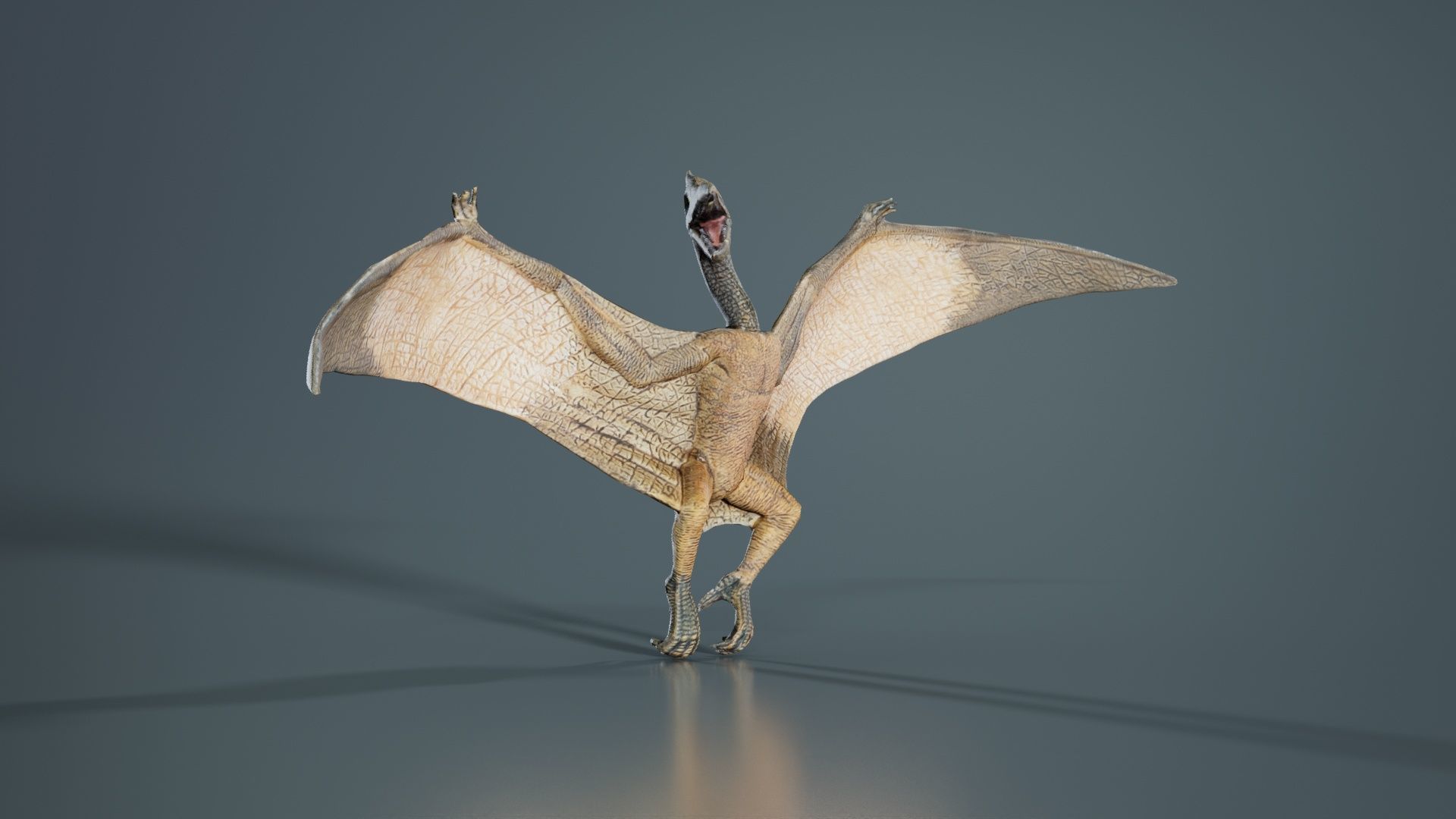 Pterodactylus Low-poly 3D model_7