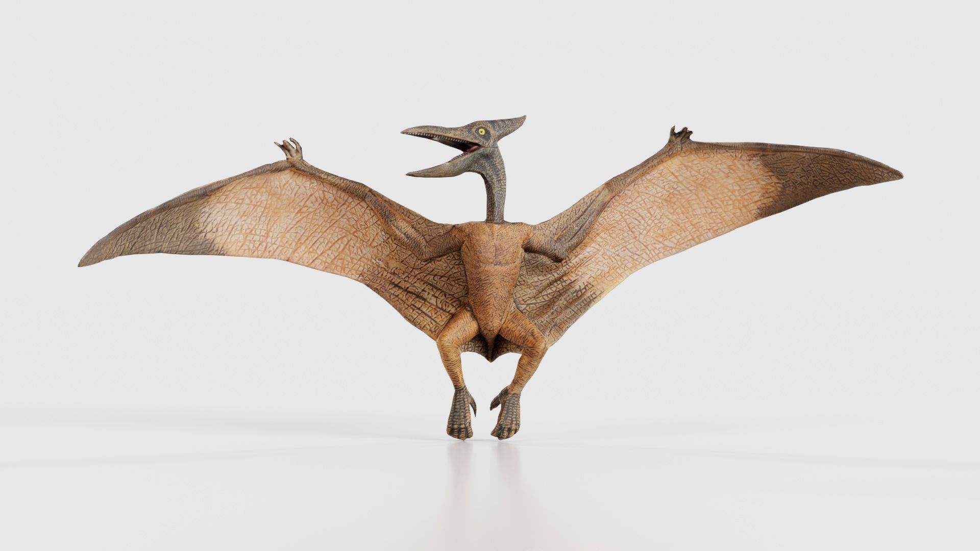 Pterodactylus Low-poly 3D model_15