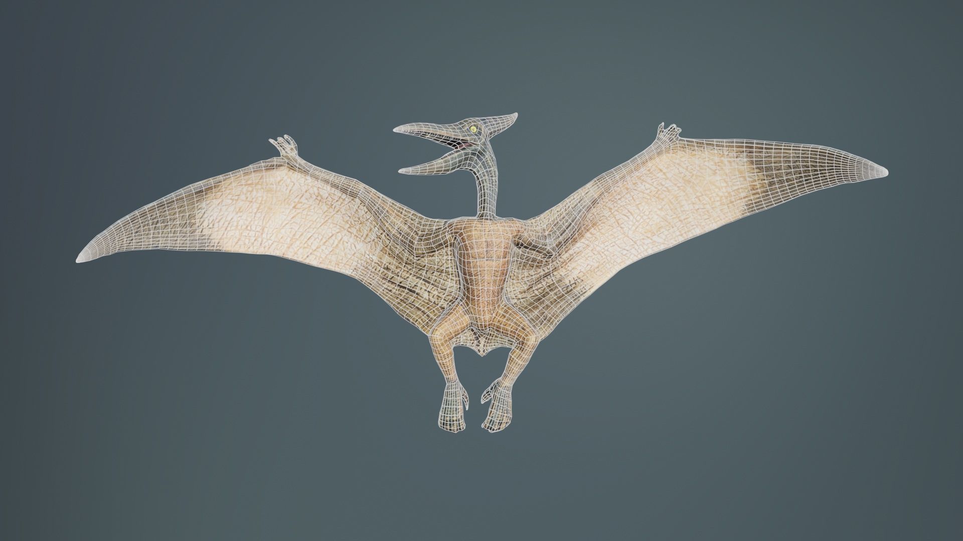 Pterodactylus Low-poly 3D model_9
