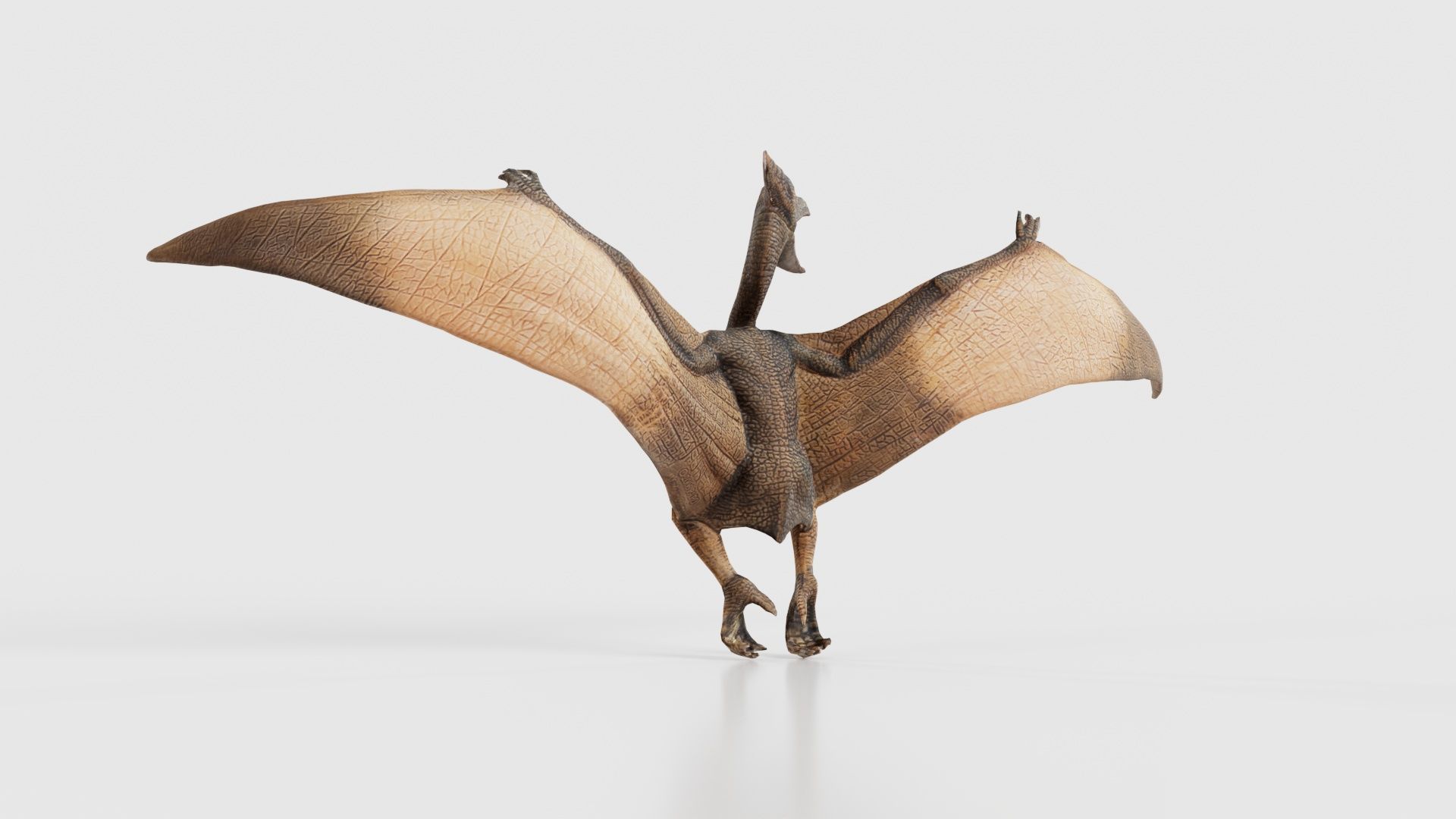 Pterodactylus Low-poly 3D model_22