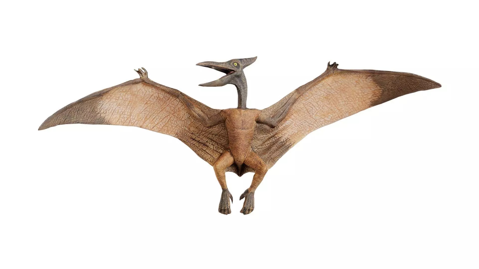 Pterodactylus Low-poly 3D model_0