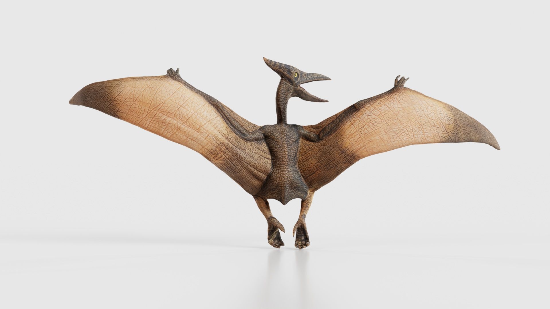 Pterodactylus Low-poly 3D model_21