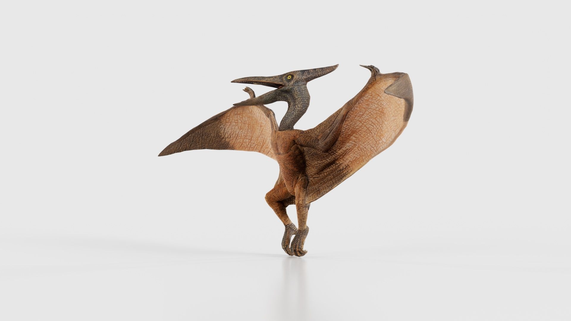 Pterodactylus Low-poly 3D model_25